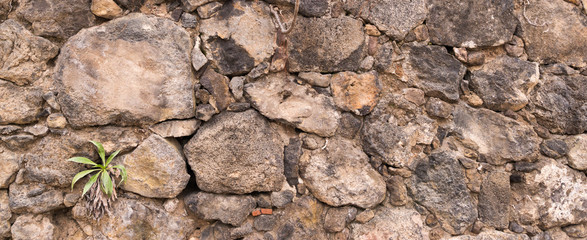 stone wall with some plants within, Tenerife, Spain