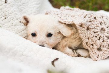 puppy ,the lost child,sad ,cute ,fluffy white ,homeless