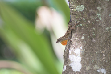 Brown Anole