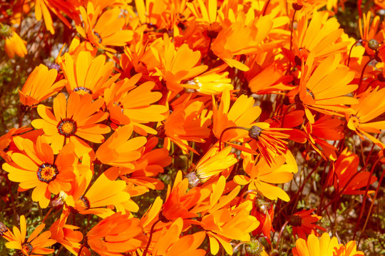 South African Northern Cape Wild Flowers In The Spring At The Old O'Kiep Copper Mine.