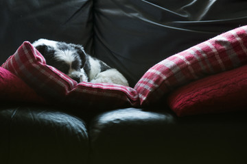 Lhasa Apso Dog sleeping on a couch, cute adorable 