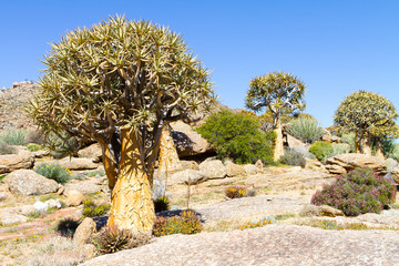 Quiver Trees (Kokerboom) in the norther Cape of South Africa.
