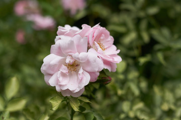 pink flower spring natura  tree garden plant beauty flora rose