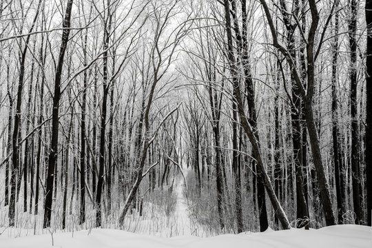 Winter forest landscape frosted white trees and bushes
