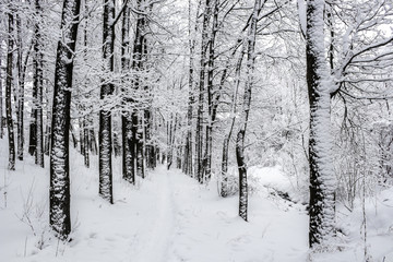 Winter forest landscape frosted white trees and bushes