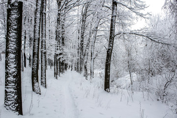 Winter forest landscape frosted white trees and bushes