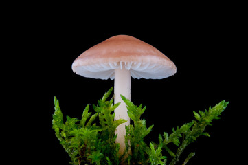 mushroom with moss on blach background - Marasmius oreades