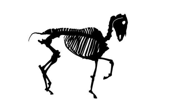 Horse skeleton on white bachground