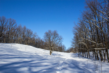 Winter forest landscape in sunny day