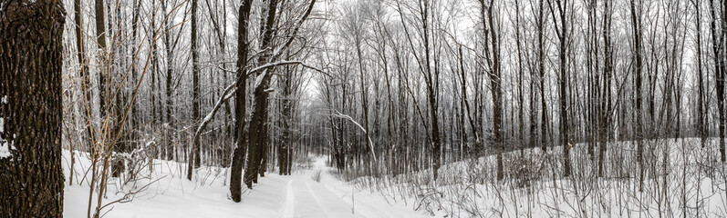 Winter forest landscape frosted white trees and bushes