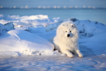 White fluffy dog,Samoyed sits on the snow