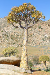 Quiver Tree (Kokerboom) in the norther Cape of South Africa.