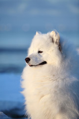 Portrait of a white samoyed dog