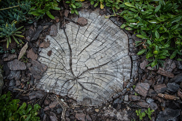 Old Wooden Slice garden step