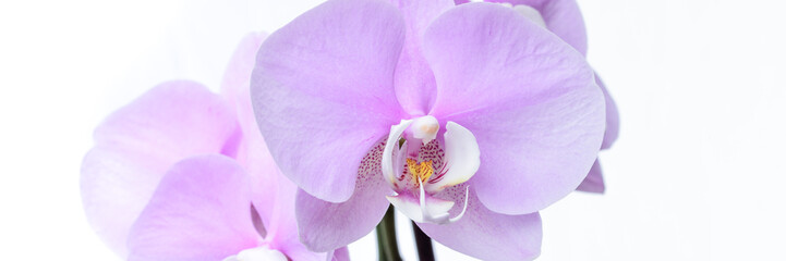 Phalaenopsis Orchidee isoliert vor weißem Hintergrund - Banner