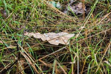 Liść dębu z kroplami wody