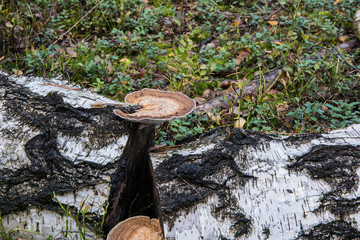 Huba na pniu brzozy © Jacek