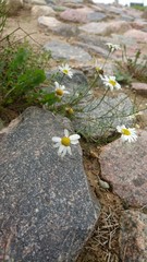 Daisies between stones