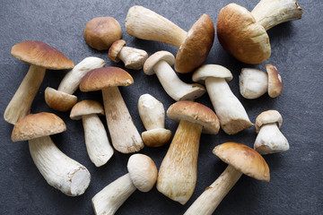 Forest cepes on a dark surface of a table, close up. Autumn fresh boletus mushrooms. 