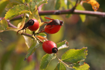 rose hips