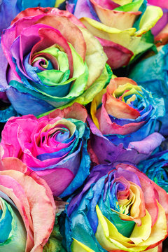 Watercolor colorful painting roses flowers abstract background