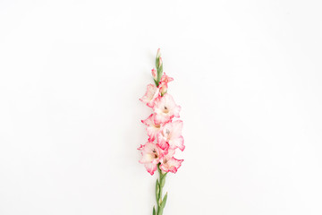 Beautiful pink gladiolus flower on white background. Flat lay, top view. - obrazy, fototapety, plakaty