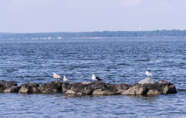 Gulls on the Rocks