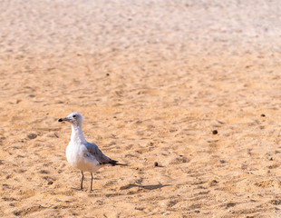 Gull on the Beach