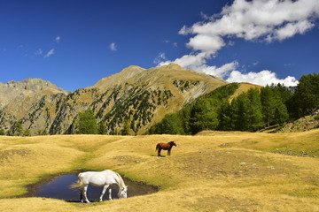 chevaux en liberté dans le Mercantour