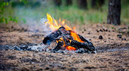 camp fire in forest