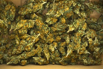 Box full of marijuana