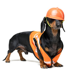 Dog builder dachshund in an orange construction helmet   isolated on white background