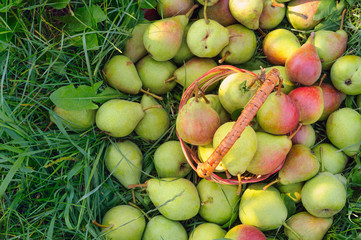 Fresh juicy pears just after harvesting. Organic pears on green grass background. Crop of pears in summer garden 