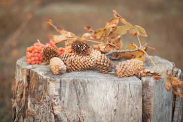 Autumn still life on the stump of a mountain ash and cones