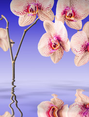 Orchid flowers background