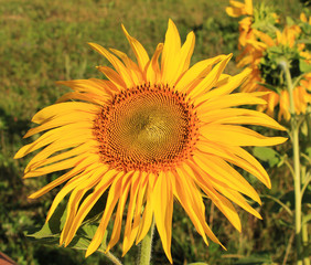 A flower of a sunflower. Close-up. Selective focus.