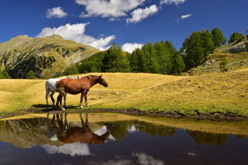 chevaux en libert&eacute; face au massif de la cougourde dans le mercantour