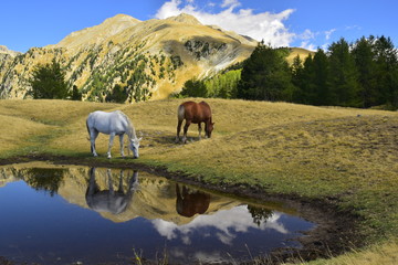 chevaux en liberté face au massif de la cougourde dans le mercantour