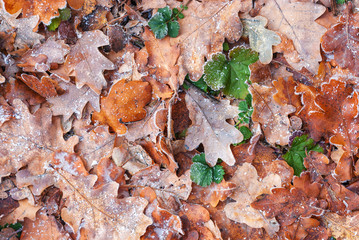 Yellow autumn leaves as background