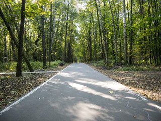 Straight asphalt alley with white line in park surrounded with trees