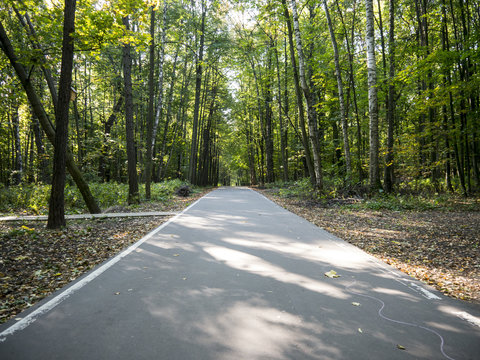 Fototapeta Straight asphalt alley with white line in park surrounded with trees