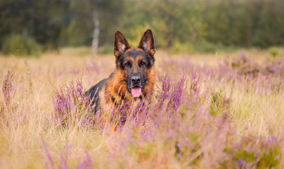 Shepherd in the fields at sunset