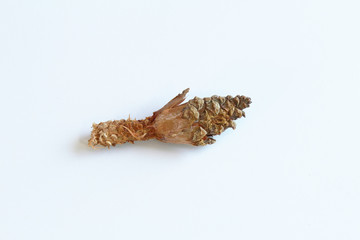 Pine cone partially eaten by squirrels, isolated on white
