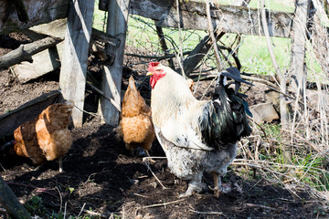 Hens and rooster feed on the traditional rural barnyard at sunny day.