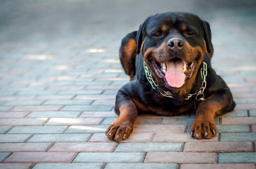 fun dog breed Rottweiler lies