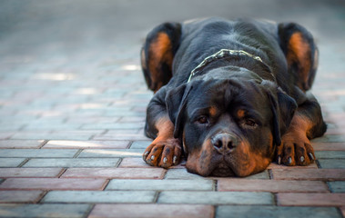 sad dog breed Rottweiler lies