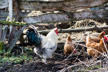 Hens and rooster feed on the traditional rural barnyard at sunny day.