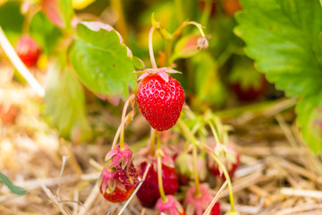 Strawberry in a field