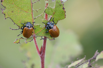 garden chafer