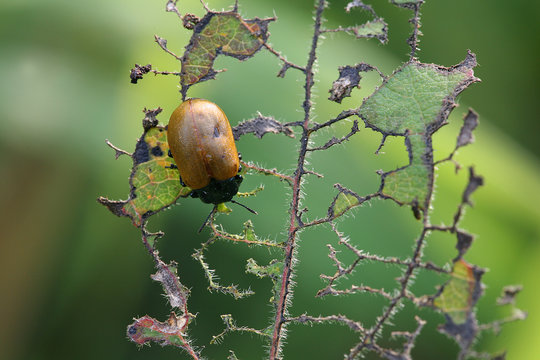 garden chafer